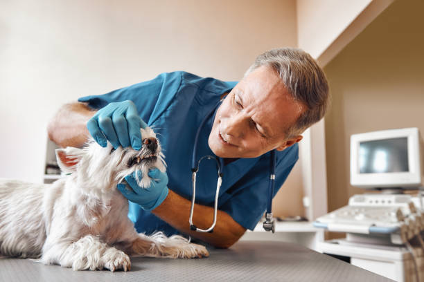 Best Same-Day Emergency Dental Services in Chanhassen, MN